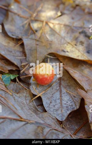 Cherry Galls on Oak leaves in Autumn, formed to accomodate larva of Gall Wasp.Cynips quercusfolii, Wales, UK. Stock Photo