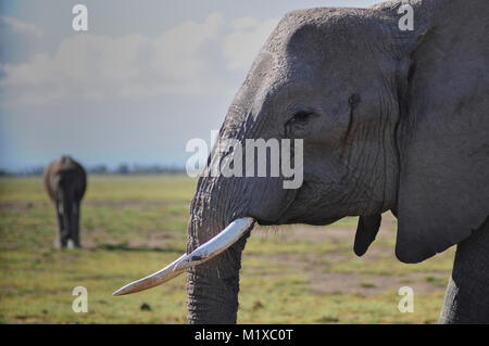 Head of African Elephant viewed from side with Elephant background. Stock Photo