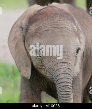 Close up of african elephant calf face.Amboseli.Kenya Stock Photo