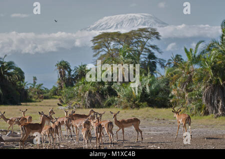 A herd of Antelope gathered in font of Kilimanjaro. Amboseli. Kenya. Stock Photo
