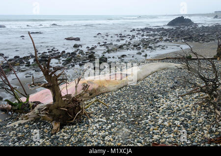 Beached blue whale, Glenburn, Wairarapa, New Zealand Stock Photo