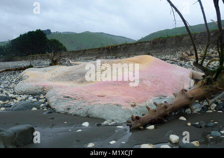 Beached blue whale, Glenburn, Wairarapa, New Zealand Stock Photo