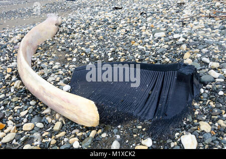 Beached blue whale, Glenburn, Wairarapa, New Zealand Stock Photo