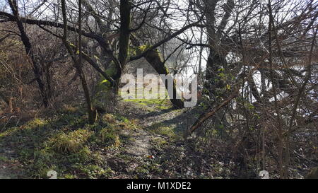 Muddy path leading to river bank completely covered with fallen dead trees, branches, dried vegetation, uncut grass and moss Stock Photo