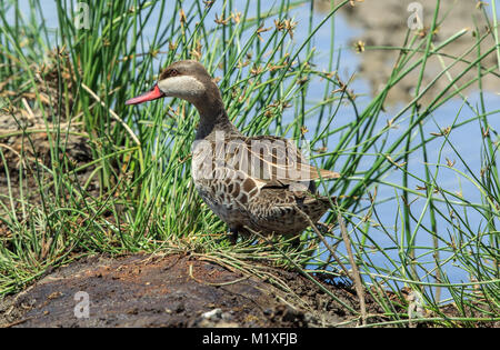 Red-Billed Teal Stock Photo