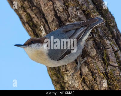 Brown-headed Nuthatch (Sitta pusilla) perched on a trunk of a tree Stock Photo