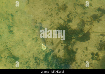 fish under water, underwater world, fishes and shells under water Stock Photo