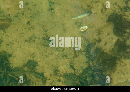 fish under water, underwater world, fishes and shells under water Stock Photo