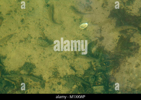 fish under water, underwater world, fishes and shells under water Stock Photo