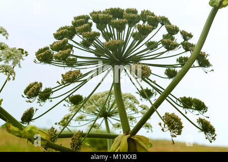 hogweed blossoms, wild poisonous plant ambrosia Stock Photo