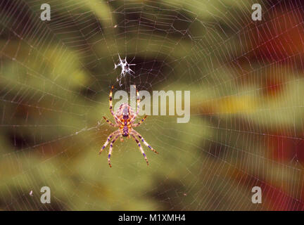 House spider in the middle of its own cobweb hanging in a garden Stock Photo