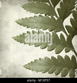 textured old paper background with leather leaf fern Stock Photo