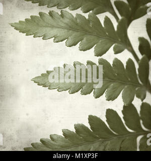 textured old paper background with leather leaf fern Stock Photo