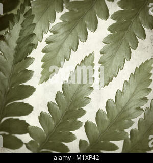 textured old paper background with leather leaf fern Stock Photo