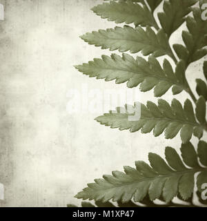 textured old paper background with leather leaf fern Stock Photo