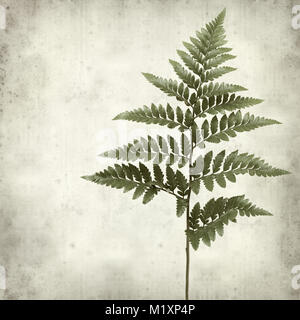 textured old paper background with leather leaf fern Stock Photo