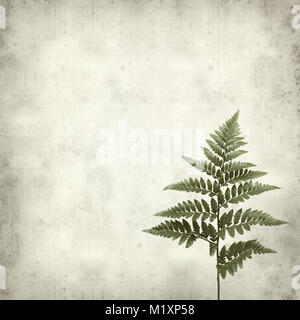 textured old paper background with leather leaf fern Stock Photo