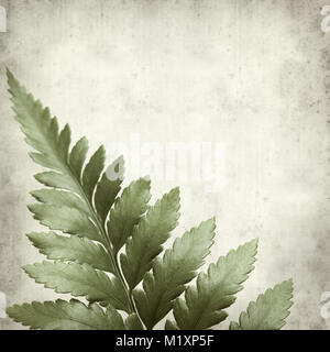 textured old paper background with leather leaf fern Stock Photo