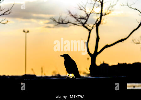 Crow standing on the sign during the sunset reverse light image for design Stock Photo