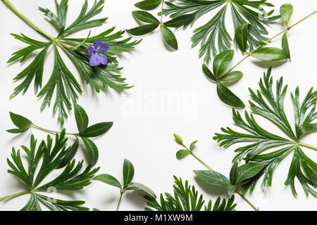 Green leaves on white background. Top view with copy space. Isolated Stock Photo