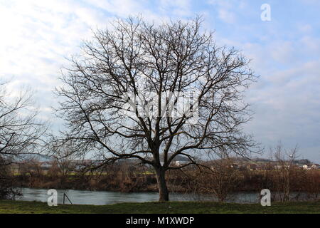 Tall mighty tree completely without leaves on river bank covered with green grass during cold winter without snow with clouds in background Stock Photo