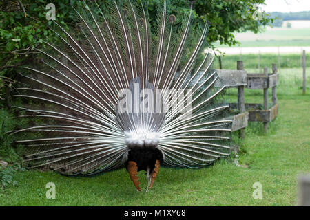 peacock showing its beautiful feathers, seen from behind Stock Photo
