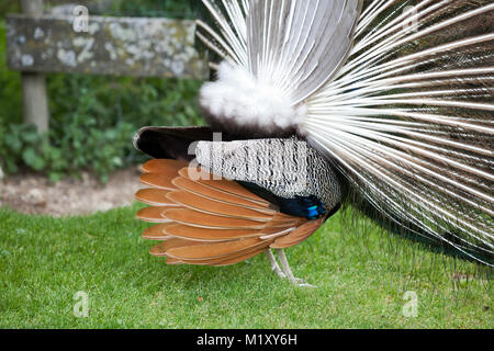 peacock showing its beautiful feathers, seen from behind Stock Photo