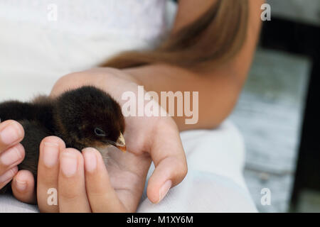 Little girl holds a Partridge Cochin chick that is just days old. Stock Photo