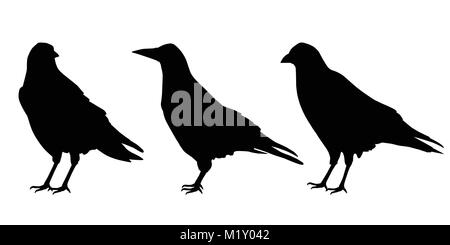 Set of three realistic silhouettes sitting ravens, isolated vector on a white background Stock Vector