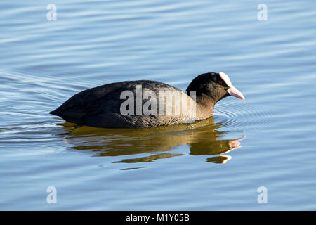 A coot swimming on the wetlands of the Marshside RSPB nature reserve in Southport, Merseyside, UK. Stock Photo