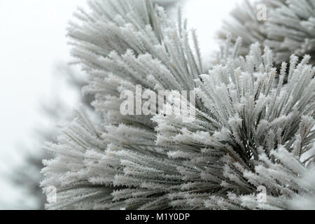 the winter impression into the frosty day Stock Photo