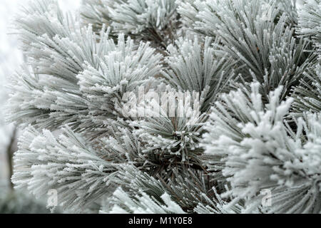 the winter impression into the frosty day Stock Photo