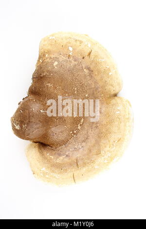 composition of a birch polypore (Piptoporus betulinus) isolated on a white background Stock Photo