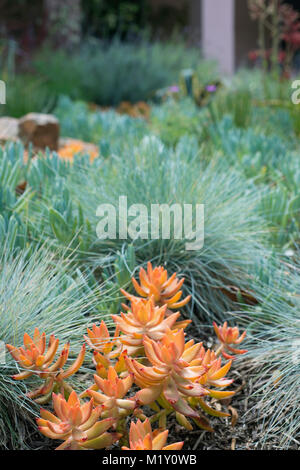 Succulent landscaping in Los Angeles, California. Stock Photo