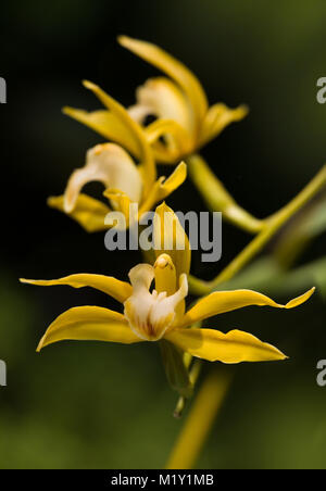 Yellow dendrobium orchids growing in an exotic garden Stock Photo