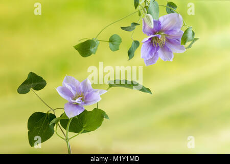 Beautiful lavender coloured clematis flowers Stock Photo