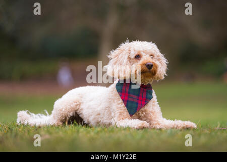 Little puppy terrier dog lying on the grass in a park Stock Photo