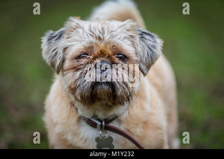pug shih-tzu cross puppy outside in park Stock Photo