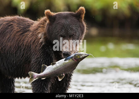 A brown bear feeds on spawning pink salmon in a salmon stream in Windfall Harbor of Admiralty Island National Monument in the Southeast Alaska. Stock Photo