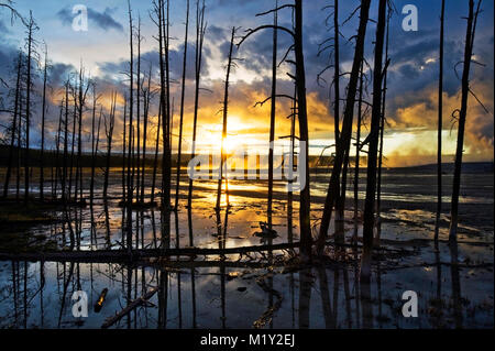 Dead lodgepole pine trees are silhouetted and reflected at sunset in the Lower Geyser Basin of Yellowstone National Park, Wyoming. Stock Photo