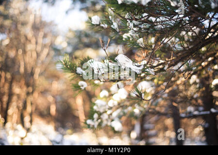 Hiking Mount Hallasan, the highest peak in Korea after a snow storm the night before. Stock Photo