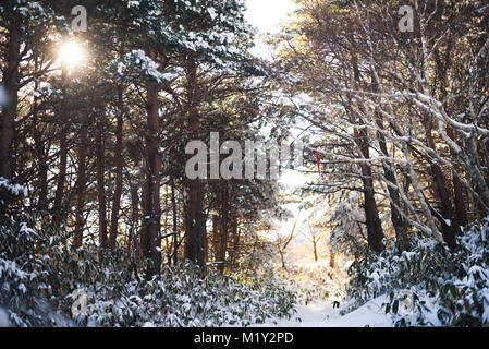 Hiking Mount Hallasan, the highest peak in Korea after a snow storm the night before. Stock Photo