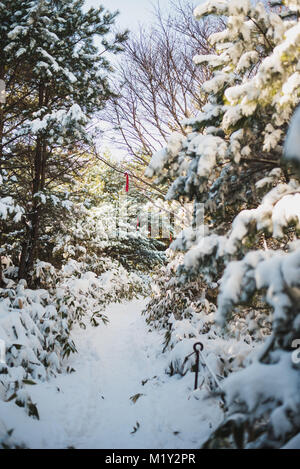 Hiking Mount Hallasan, the highest peak in Korea after a snow storm the night before. Stock Photo