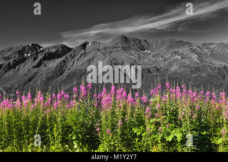 Closeup of Common Fireweed with Hurdygurdy Mountain in background in Chugach State Park near Eagle River in Alaska. Stock Photo