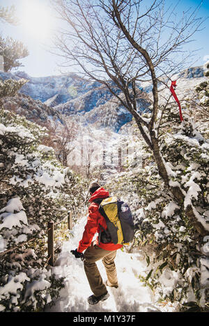 Hiking Mount Hallasan, the highest peak in Korea after a snow storm the night before. Stock Photo