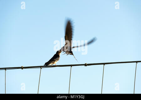 Barn Swallow feeding chick Stock Photo