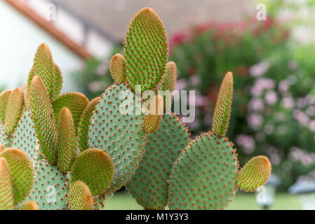 Prickly Pear Cactus captured in Phoenix, AZ