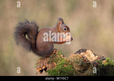 Eurasian red squirrel (Sciurus vulgaris) sits on mossy deadwood and eats a nut, Germany Stock Photo