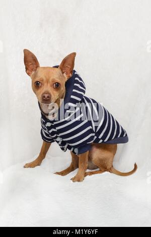 Studio portrait of a Chihuahua dog. Stock Photo