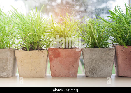 Close up row of little green tree in clay pot on wooden table beside dirty window glass with sunlight in the background. Stock Photo